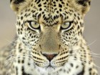 L�opards wallpaper 3
