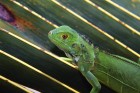 L�zards wallpaper 1