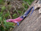 L�zards wallpaper 2
