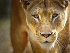 Lions wallpaper 1