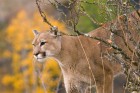 Lions wallpaper 2