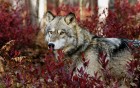 Loups wallpaper 1