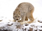 Lynx wallpaper 1