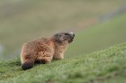 Marmotte wallpaper 1