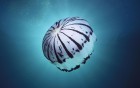 M�duses wallpaper 2