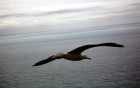 Mouettes wallpaper 1