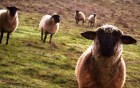 Moutons wallpaper 1