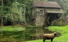 Moutons wallpaper 2