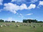 Moutons wallpaper 3