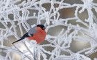 Oiseaux wallpaper 4