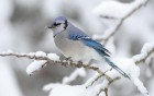 Oiseaux wallpaper 6