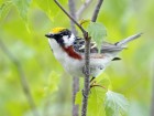 Oiseaux wallpaper 7