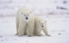 Ours wallpaper 2