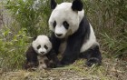 Pandas wallpaper 1