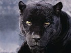 Panth�res wallpaper 1