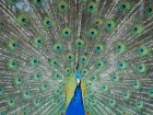 Paons wallpaper 3