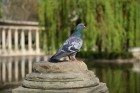 Pigeon biset dans le parc Monceau � Paris