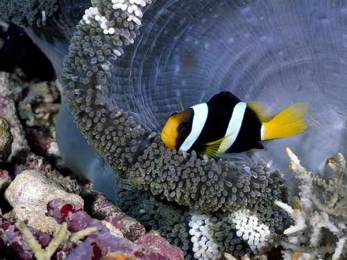 Poissons wallpaper 4