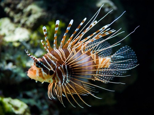 Poissons wallpaper 5