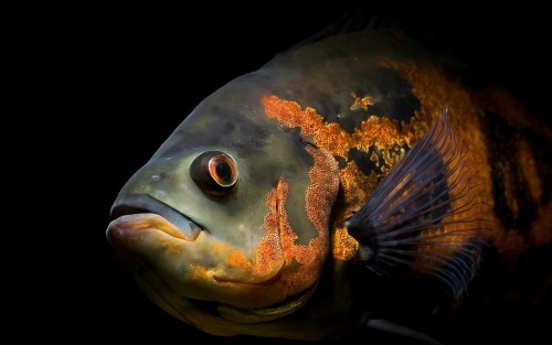 Poissons wallpaper 6