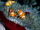 Poissons wallpaper 1