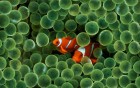 Poissons wallpaper 2