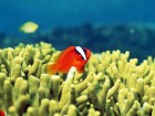 Poissons wallpaper 3