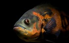 Poissons wallpaper 6