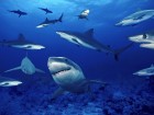 Requins wallpaper 1