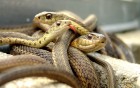 Serpents wallpaper 3