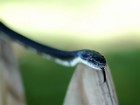 Serpents wallpaper 4