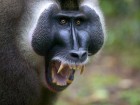 Singes wallpaper 1
