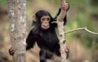 Singes wallpaper 2