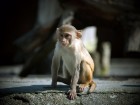 Singes wallpaper 3