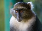 Singes wallpaper 4