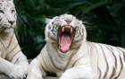 Tigres wallpaper 6