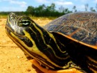 Tortues wallpaper 1