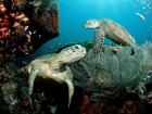 Tortues wallpaper 2