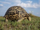 Tortues wallpaper 3