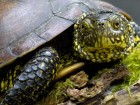 Tortues wallpaper 4