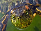 Tortues wallpaper 5