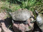 Une tortue qui prend le soleil sur un caillou