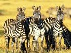 Z�bres wallpaper 1
