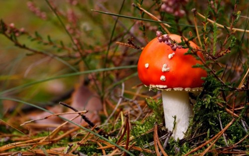 Champignons wallpaper 1
