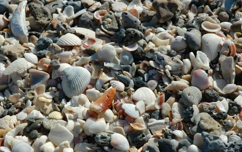 Coquillages wallpaper 1