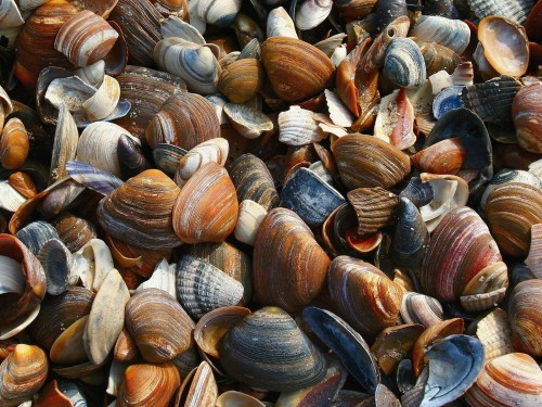 Coquillages wallpaper 2