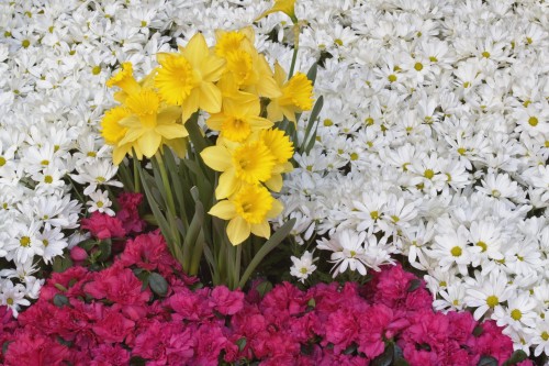 Fleurs wallpaper 2