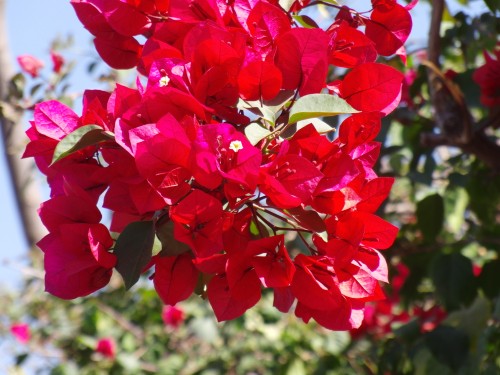 Fleurs wallpaper 4