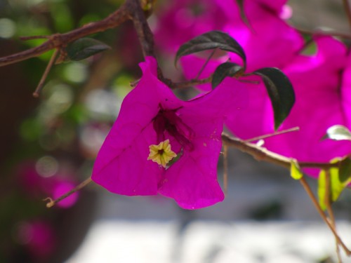 Fleurs wallpaper 5