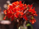 Fleurs wallpaper 3